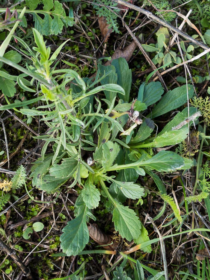 Sixalix atropurpurea / Vedovina marittima